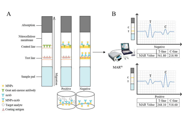 重磅|我公司與國家獸藥殘留基準(zhǔn)實(shí)驗(yàn)室（華中農(nóng)業(yè)大學(xué)）科研成果在國際知名期刊《Biosensors》上發(fā)表